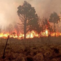 En lo que va del año Puebla ya suma 246 incendios forestales